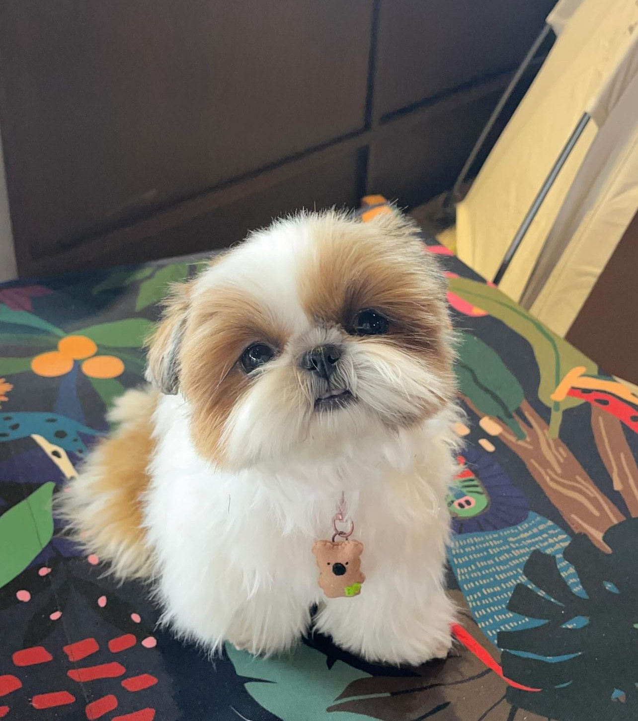Bella the Shih Tzu puppy